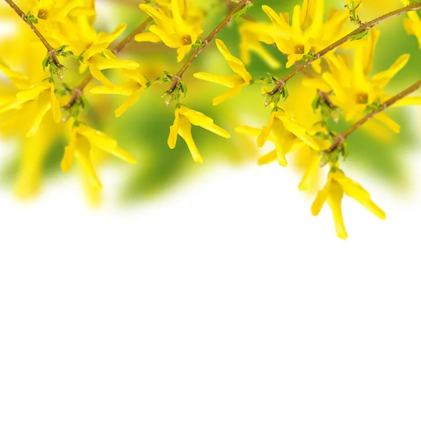 Verse Lentebloemen van forsythia op tuin achtergrond — Stockfoto