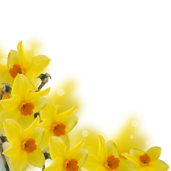 Verse Lentebloemen van narcissen — Stockfoto
