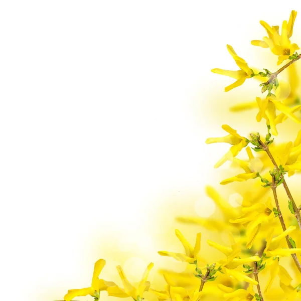 Frische Frühlingsblumen der Forsythie — Stockfoto