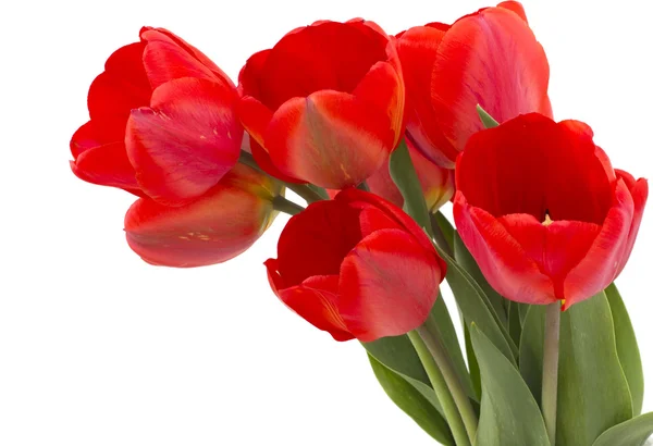 Bund roter Tulpen auf weißem Hintergrund — Stockfoto