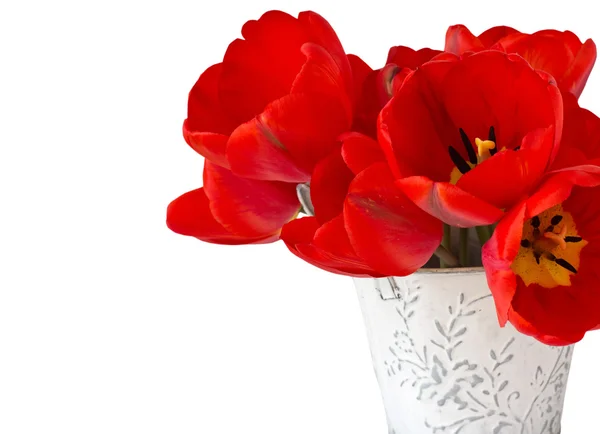 Świeże wiosenne kwiaty tulipanów — Zdjęcie stockowe