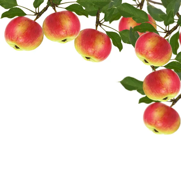 Ferske epler isolert på hvite epler – stockfoto
