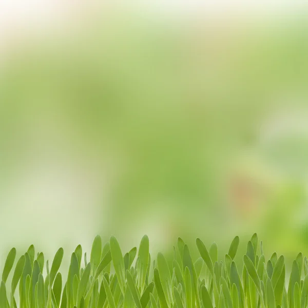 Frisse zomer achtergrondgeluid. — Stockfoto