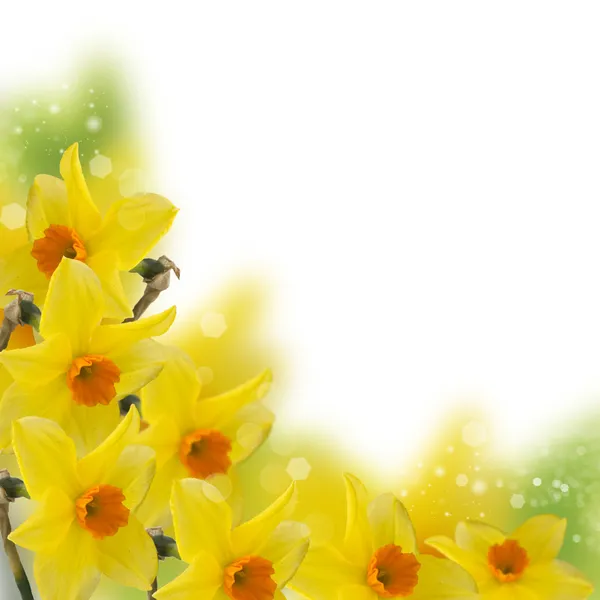 Fresh spring flowers of daffodils — Stock Photo, Image