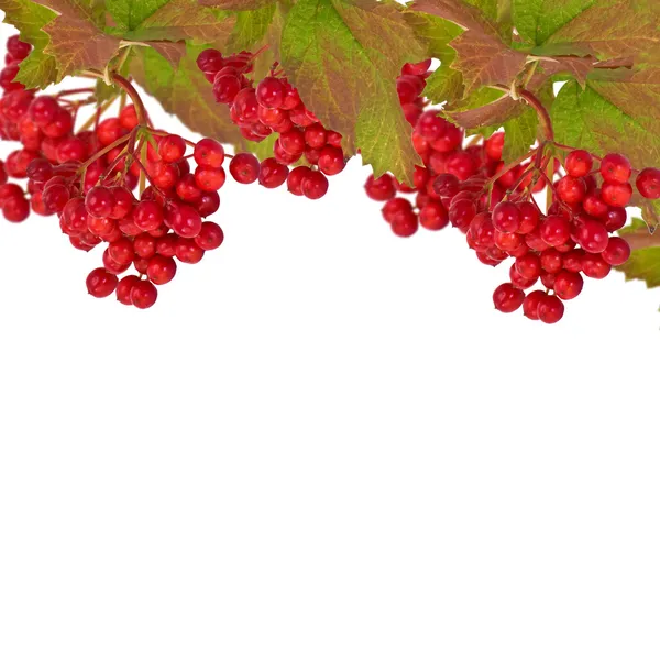 Berries of red viburnum on white — Stock Photo, Image