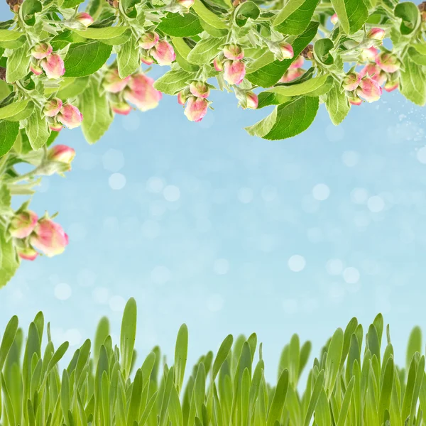 Spring background — Stock Photo, Image