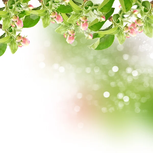 Çiçek Bahçe zemin üzerine elma ağacının — Stok fotoğraf