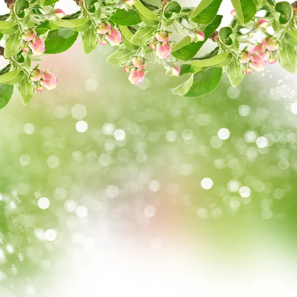 Çiçek Bahçe zemin üzerine elma ağacının — Stok fotoğraf