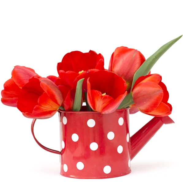 Grono jasne czerwone tulipany w konewka — Zdjęcie stockowe