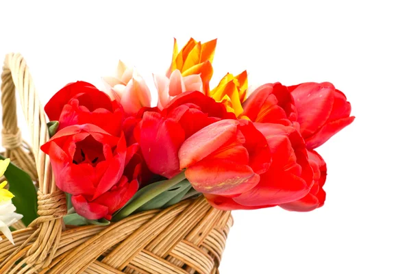 Fresh tulips in bucket on white — Stock Photo, Image