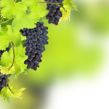 taze üzüm beyaz zemin üzerine bırakır.