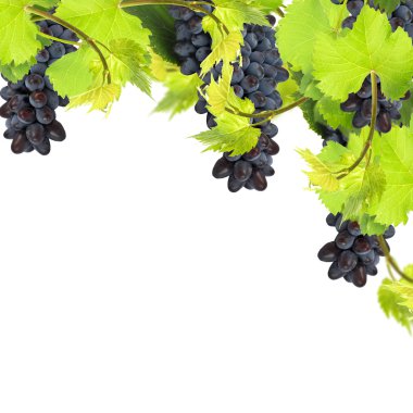 taze üzüm beyaz zemin üzerine bırakır.