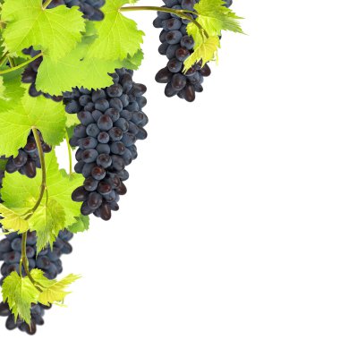 taze üzüm beyaz zemin üzerine bırakır.