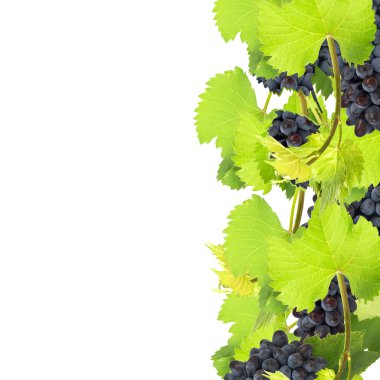 taze üzüm beyaz zemin üzerine bırakır.