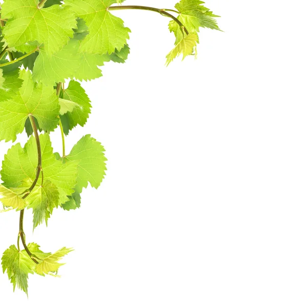 Fresh leaves of grape on white background — Stock Photo, Image