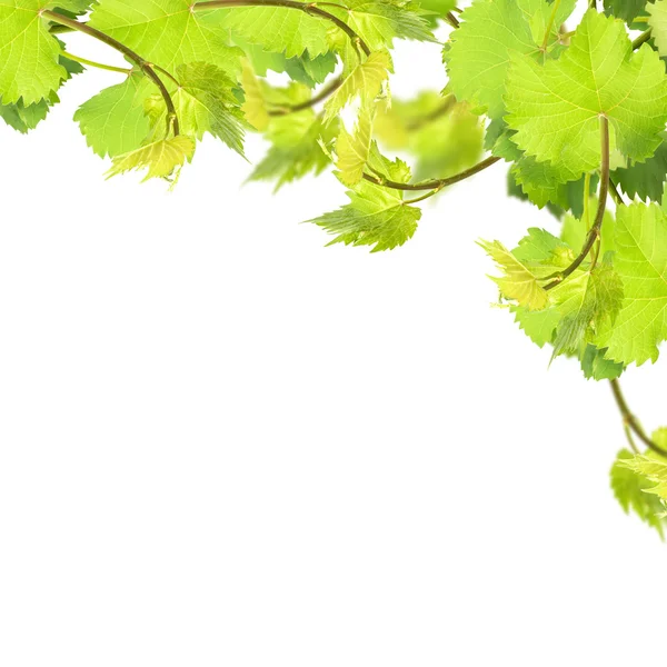 Folhas frescas de uva sobre fundo branco — Fotografia de Stock