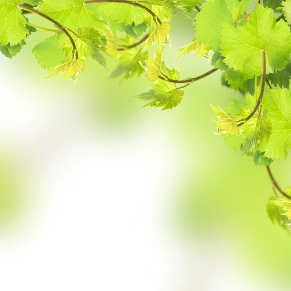 Frische Traubenblätter auf weißem Hintergrund — Stockfoto