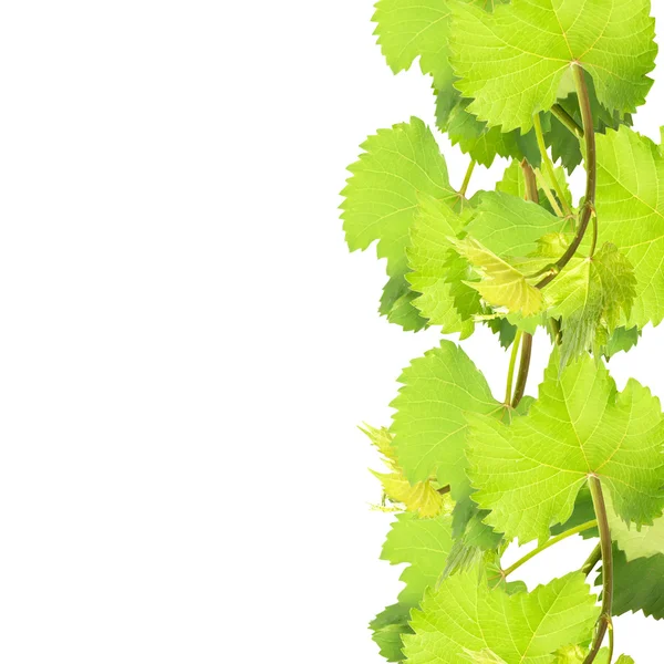 Foglie fresche di uva su fondo bianco — Foto Stock