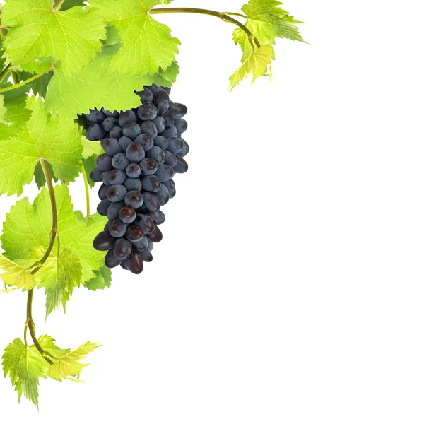 Świeże liście winogron na białym tle — Zdjęcie stockowe
