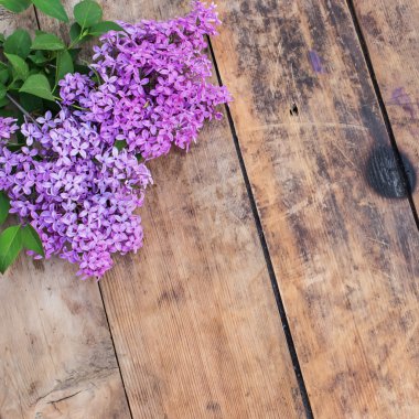 ahşap zemin üzerinde taze leylak