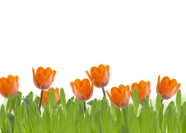 Fresh tulips . Floral background. — Stock Photo, Image