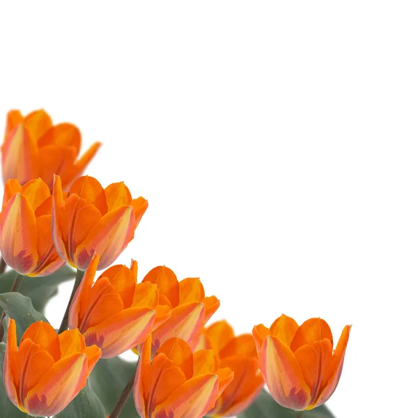 Tulipanes frescos sobre fondo blanco —  Fotos de Stock