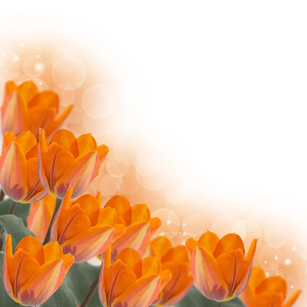Verse tulpen. Floral achtergrond. — Stockfoto