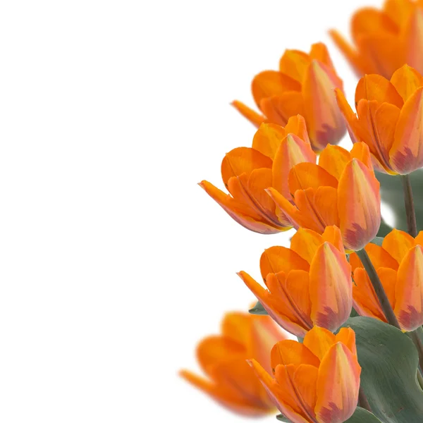 Verse tulpen. Floral achtergrond. — Stockfoto