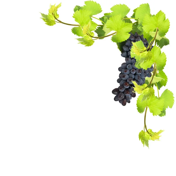 Fresh leaves of grape on white background — Stock Photo, Image
