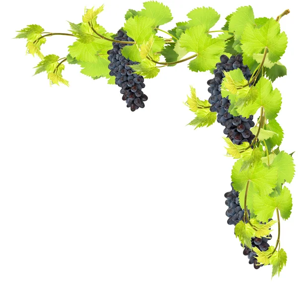 Fresh leaves of grape on white background — Stock Photo, Image