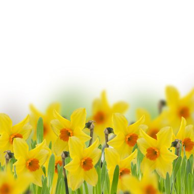 otların içinde taze nergis