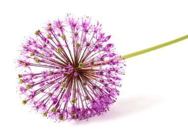 allium çiçek