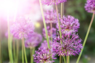 Floral summer background