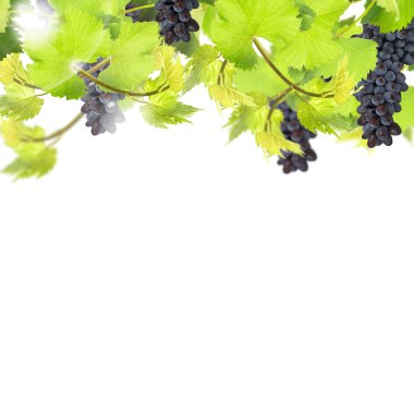 Taze yaprakları üzüm