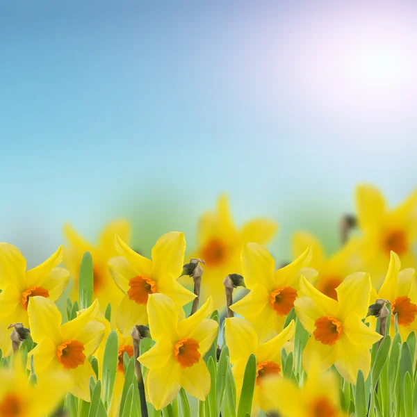 Φρέσκο daffodils στο γρασίδι — Φωτογραφία Αρχείου