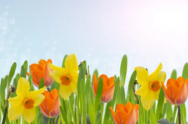 Tulpen en narcissen in gras — Stockfoto