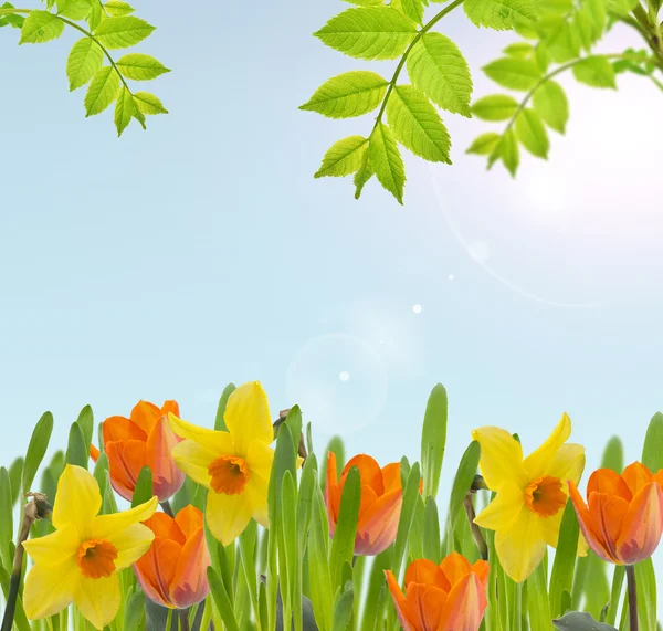 Tulips and daffodils in grass — Stock Photo, Image