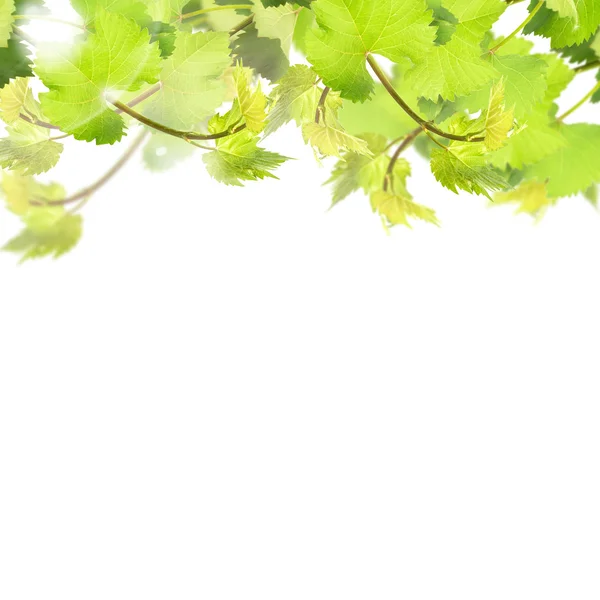 Świeże liście winogron — Zdjęcie stockowe
