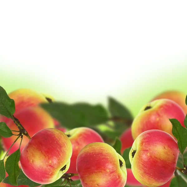 Свежие яблоки. Летний фон . — стоковое фото