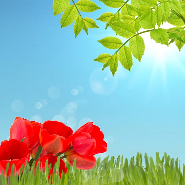 Summer background — Stock Photo, Image