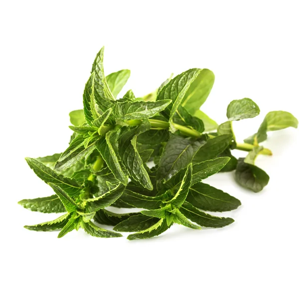 Menta piperita biologica fresca — Foto Stock