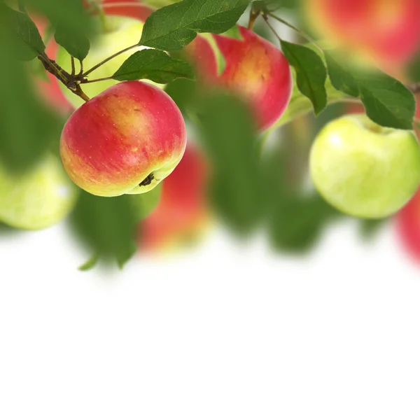 Свежие яблоки на фоне сада — стоковое фото