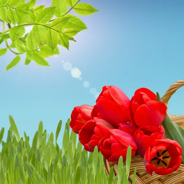 Bunch of bright tulips in bucket — Stock Photo, Image