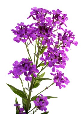 aromatik hesperis çiçek