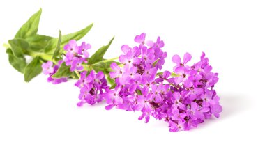 aromatik hesperis çiçek