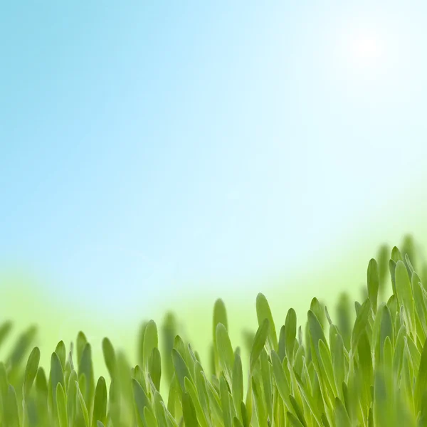 Gras. Sommer-Hintergrund. — Stockfoto