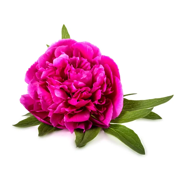 Świeży kwiat piwonii — Zdjęcie stockowe