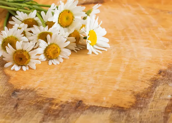 Flowers of camomile — Stock Photo, Image