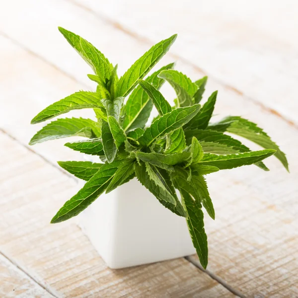 Fresh green leaves of peppermint — Stock Photo, Image