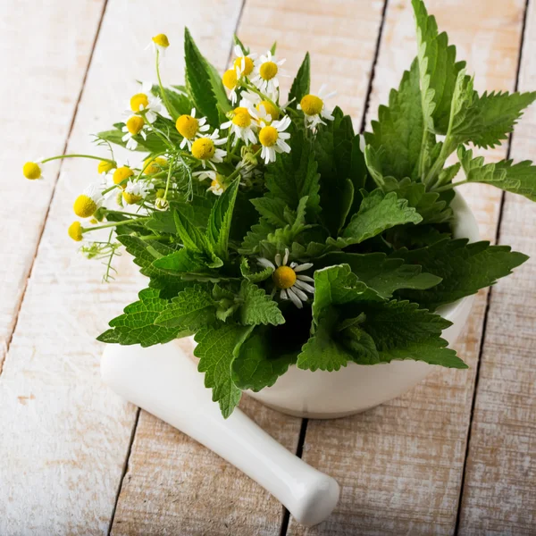 Verse groene kruiden melissa, mint, kamille — Stockfoto